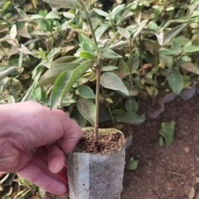 中华木绣球大花斗球扦插小苗绿色白色木本花卉趣味阳台楼顶庭院植