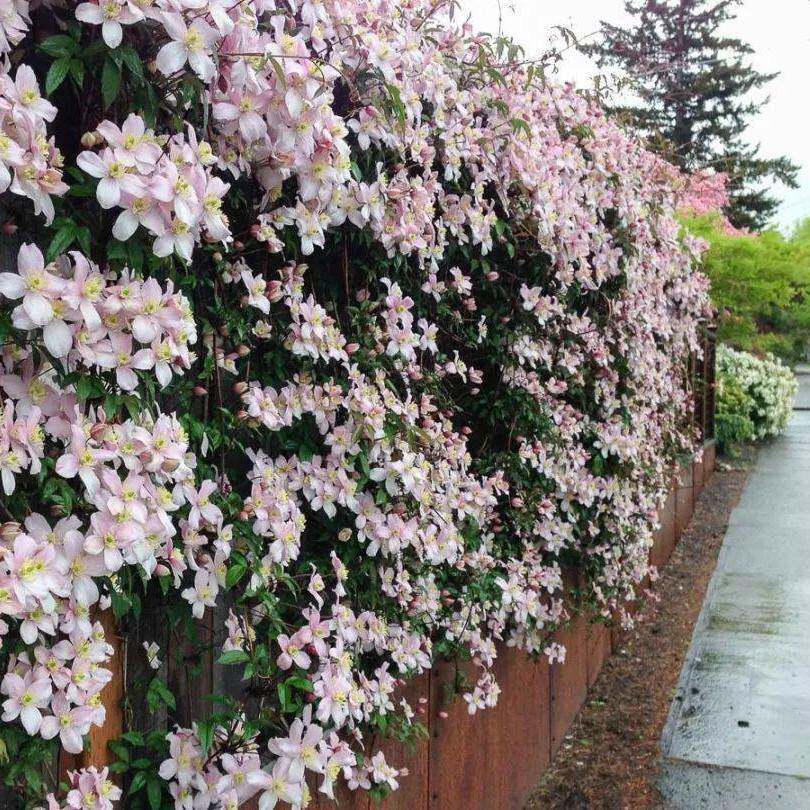 黄姐园艺蒙大拿铁线莲杰出梵高梅琳大型爬藤植物花墙拱门新手易养