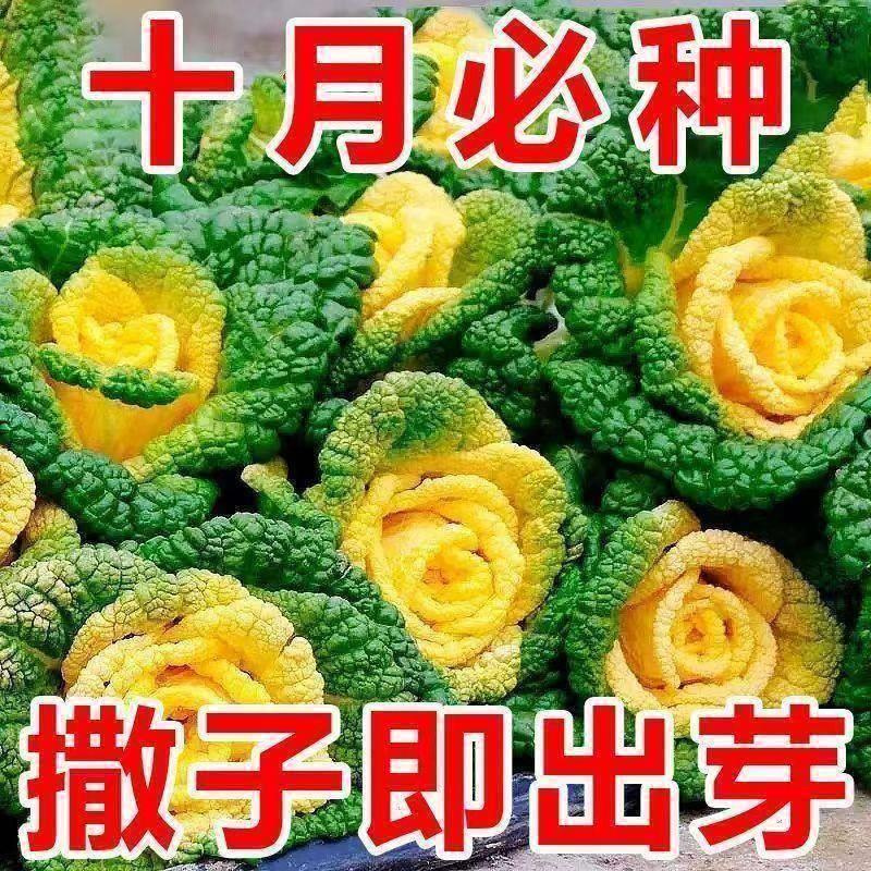 耐寒黄心乌塌菜种子菊花