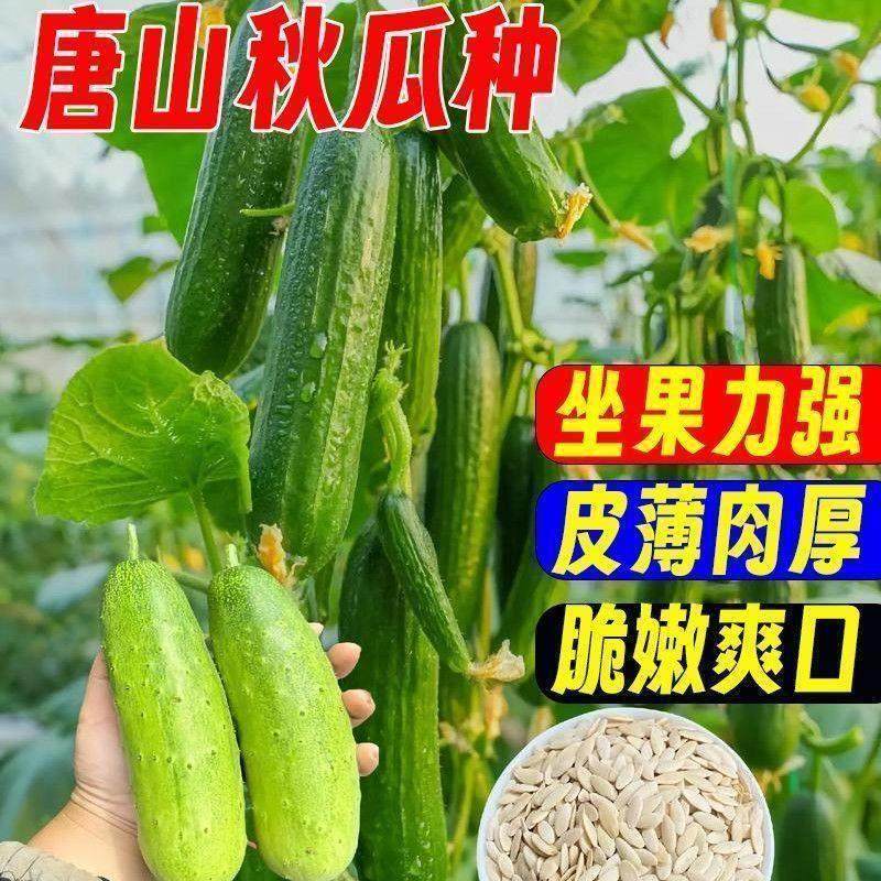 唐山秋瓜种秋黄瓜丰产水果黄瓜阳台盆栽春季秋季易播种蔬菜种,鲜花速递/花卉仿真/绿植园艺,家庭园艺种子,淘宝优惠券,粉丝福利购,淘宝优惠卷