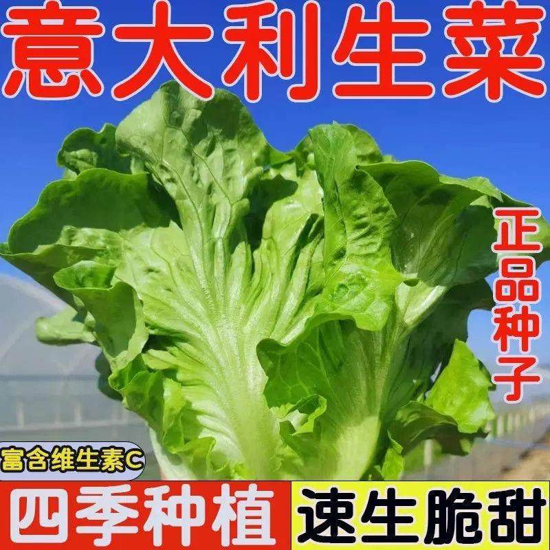 意大利生菜籽奶油罗马生菜四季播种夏季耐热种子大全高产蔬菜种孑,鲜花速递/花卉仿真/绿植园艺,家庭园艺种子,淘宝优惠券,粉丝福利购,淘宝优惠卷