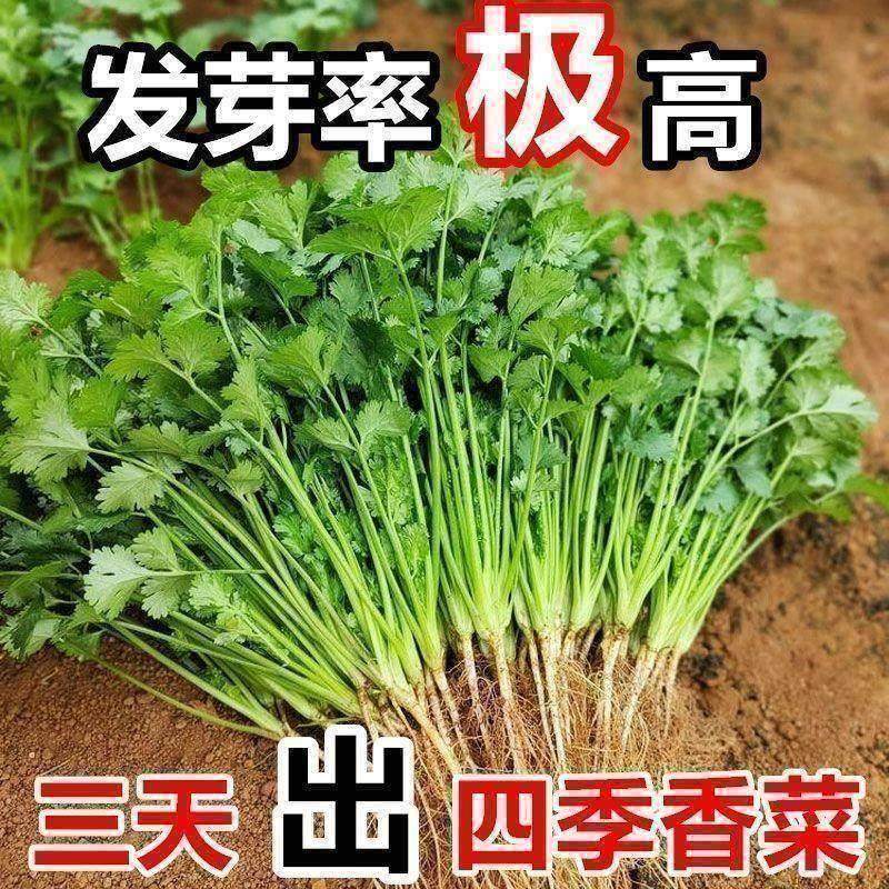 香菜种子四季易种耐热耐抽苔阳台水果蔬菜种子水果农家四季香菜,鲜花速递/花卉仿真/绿植园艺,家庭园艺种子,淘宝优惠券,粉丝福利购,淘宝优惠卷