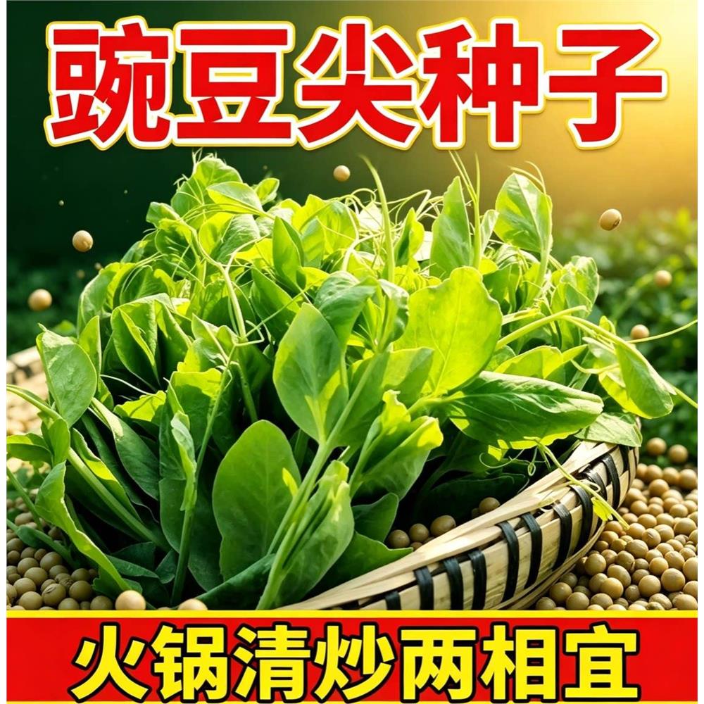 豌豆苗种子尖种籽四季种图片