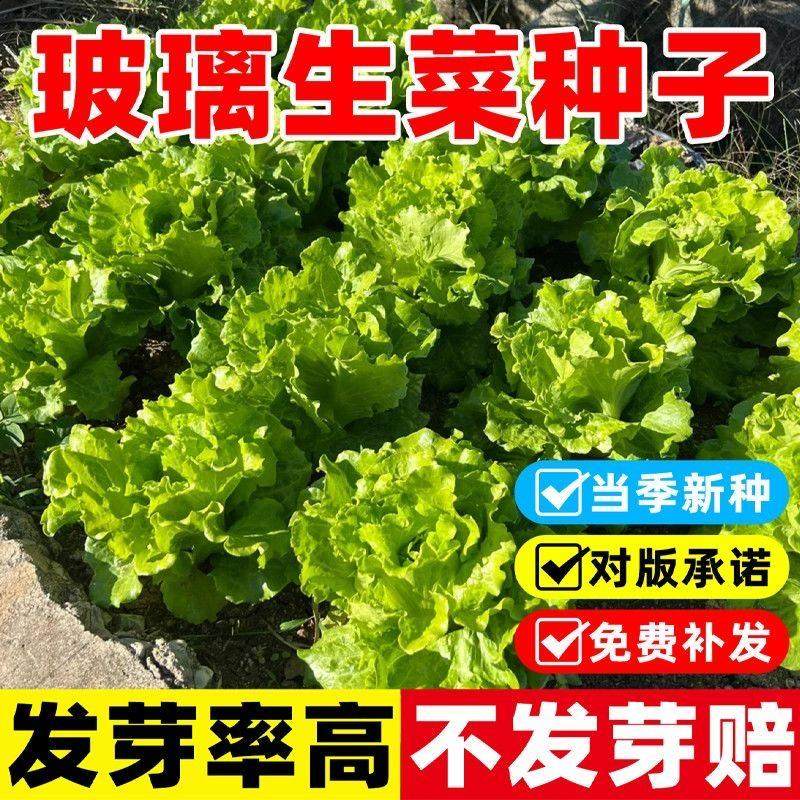 生菜种籽春季蔬菜种子四季甜脆玻璃生菜种孑脆嫩生吃阳台四季盆栽,鲜花速递/花卉仿真/绿植园艺,家庭园艺种子,淘宝优惠券,粉丝福利购,淘宝优惠卷