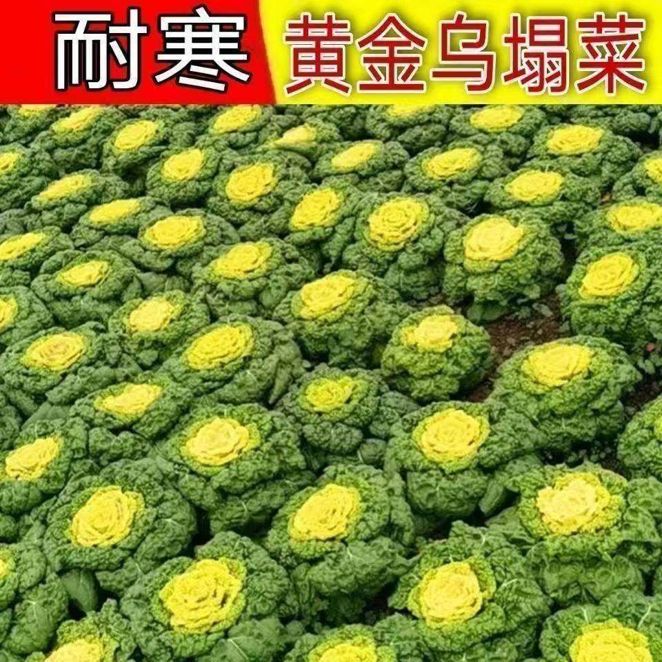 耐寒黄心乌塌菜黄心菜菊花心菜大白菜当季四季播蔬菜黄金乌种籽,鲜花速递/花卉仿真/绿植园艺,家庭园艺种子,淘宝优惠券,粉丝福利购,淘宝优惠卷