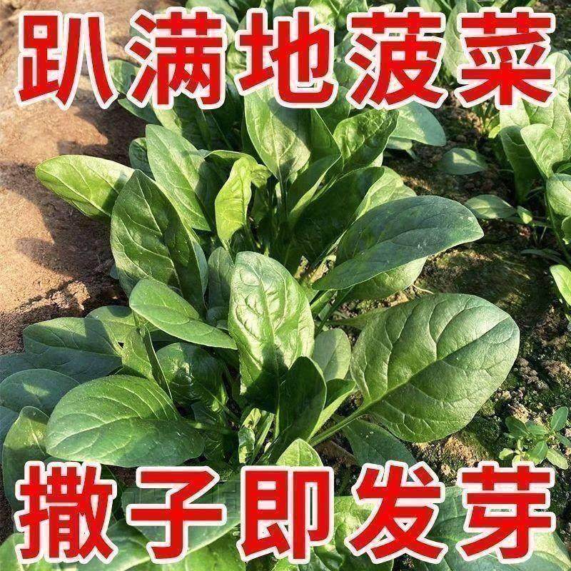 趴地菠菜种子黑园叶菠菜种籽生长速度快耐寒高产越冬蔬菜种子大全,鲜花速递/花卉仿真/绿植园艺,家庭园艺种子,淘宝优惠券,粉丝福利购,淘宝优惠卷