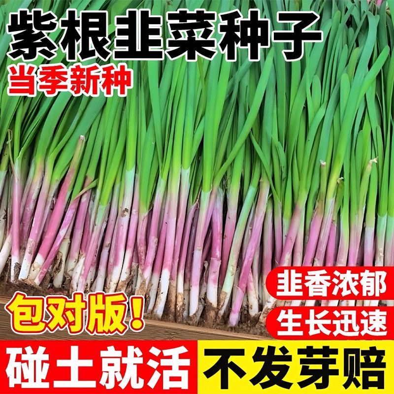 四季高产韭菜籽庭院阳台盆栽耐寒大叶紫根红根宽叶大叶耐热耐寒,鲜花速递/花卉仿真/绿植园艺,家庭园艺种子,淘宝优惠券,粉丝福利购,淘宝优惠卷