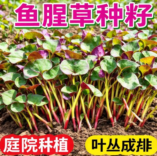 鱼腥草种子折耳根四季种