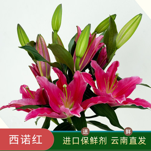 A级西诺红鲜花红色多头香水百合