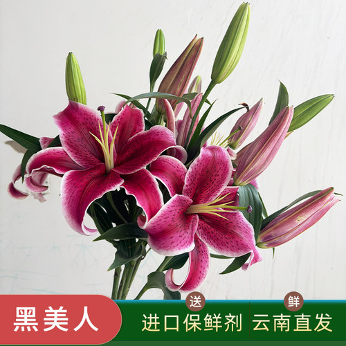 红色黑美人大花苞香水百合鲜花