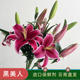 悦己黑美人百合花鲜花香水百合大花苞家用插花鲜切花云南基地直发