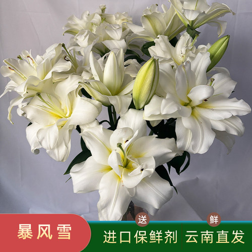 精选暴风雪重瓣香水百合花鲜花白