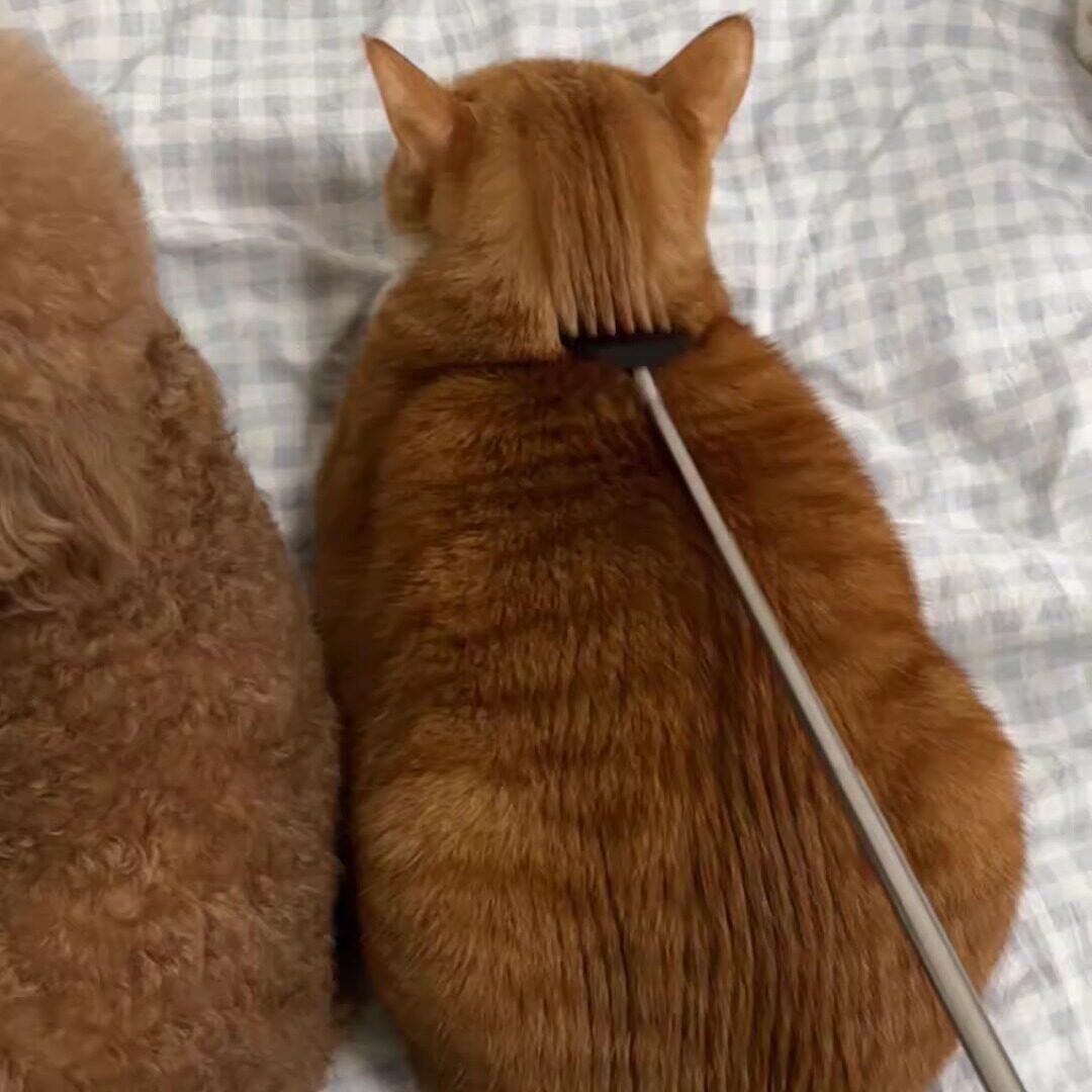 猫咪挠痒痒神器逗猫棒撸猫玩具梳子解闷按摩抓痒可伸缩梳子狗狗