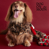 保暖豹纹时尚 DOG 胸背背心腊肠中小型犬宠物衣服 MOON 冬季 THE