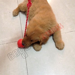 训犬新款耐咬橡胶实心大球弹力金毛德牧马犬带绳球宠物狗磨牙玩具