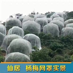 防虫网纱网杨梅蚊帐网罩樱桃果树大棚专用防鸟网莲雾果蔬种菜家用
