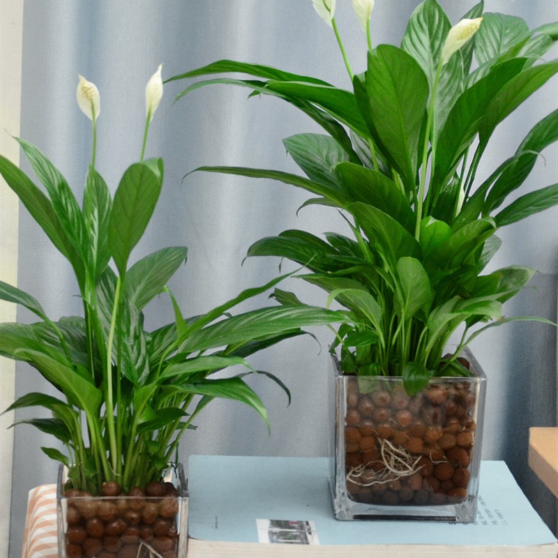 白掌绿植盆栽一帆风顺植物水养花卉水培办公室内桌面迷你植物盆景