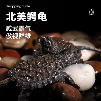 新品鳄龟小乌龟活物乌龟蛋受精可孵化鳄鱼龟苗幼苗招财乌龟食宠物