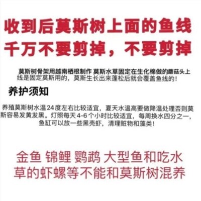 极速鱼缸造景全套生态鱼缸装饰造景水生植物鱼缸造景套装成品鱼缸