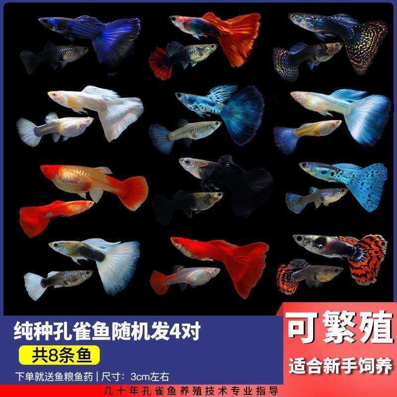 孔雀鱼纯种凤尾鱼活体热带活鱼小型彩霞观赏鱼淡水鱼繁殖胎生鱼