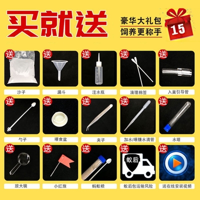 。蚂蚁工坊蚁后部落家园王国巢蚂蚁城堡送蚂蚁活体宠物养蚂蚁窝盒