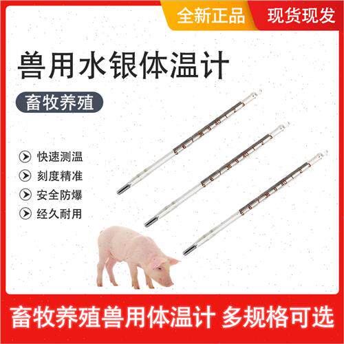 极速兽用体温计 肛表  玻璃温度计 猪牛羊体温计 水银43体温表