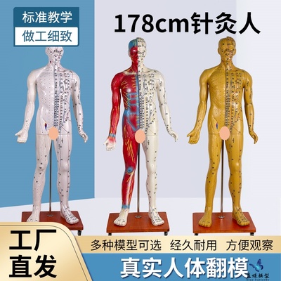 蓝蝶模型178CM人体针灸模型教具