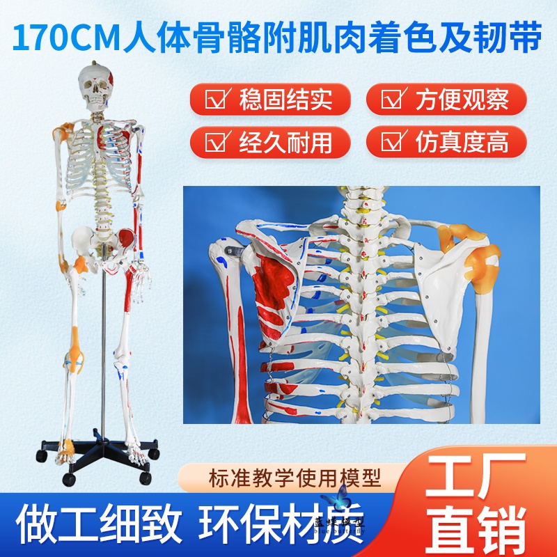 蓝蝶模型170CM全身人体骨骼模型
