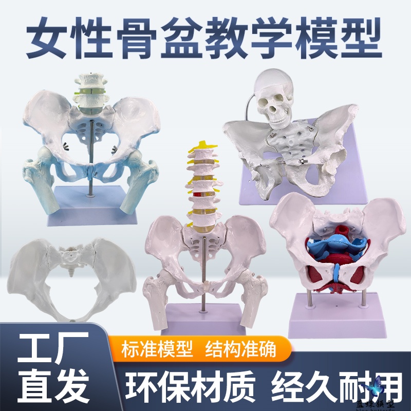 蓝蝶女性骨盆标本模型医学教具
