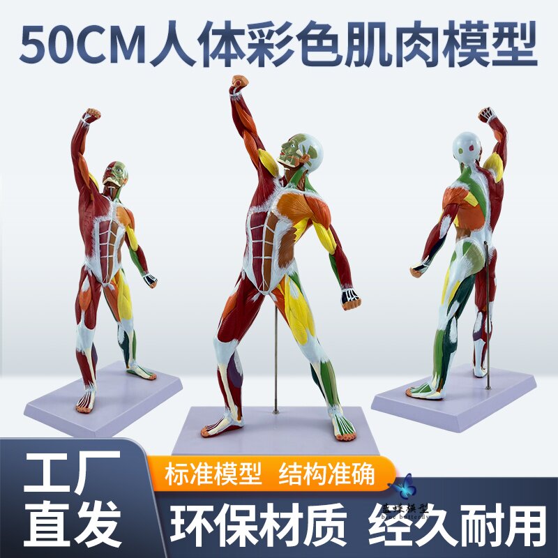 蓝蝶模型彩色50cm人体运动肌肉人