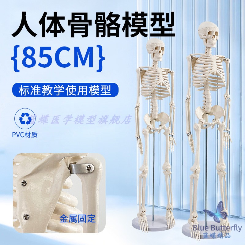 蓝蝶85cm人体骨骼模型教具
