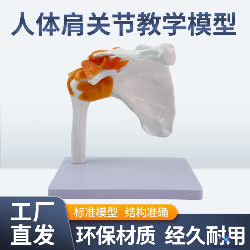 蓝蝶模型人体肩关节骨骼解剖教具