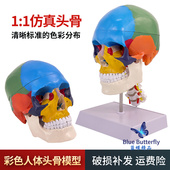 人体头颅骨着色模型 彩色头骨性分离模型带颈椎上色区分22块区域