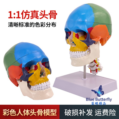 彩色人体头颅骨模型仿真头骨