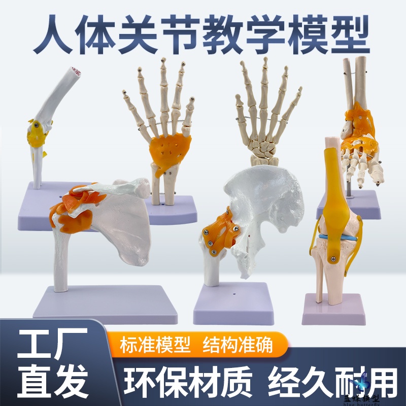 蓝蝶模型人体关节骨骼手肘腕脚踝