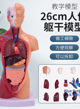 人体器官结构解剖模型儿童全身内脏大脑心脏躯干模特教学拆卸拼图