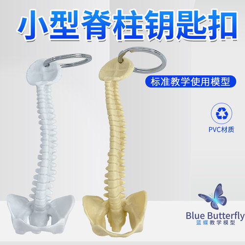 蓝蝶人体脊柱标本教具
