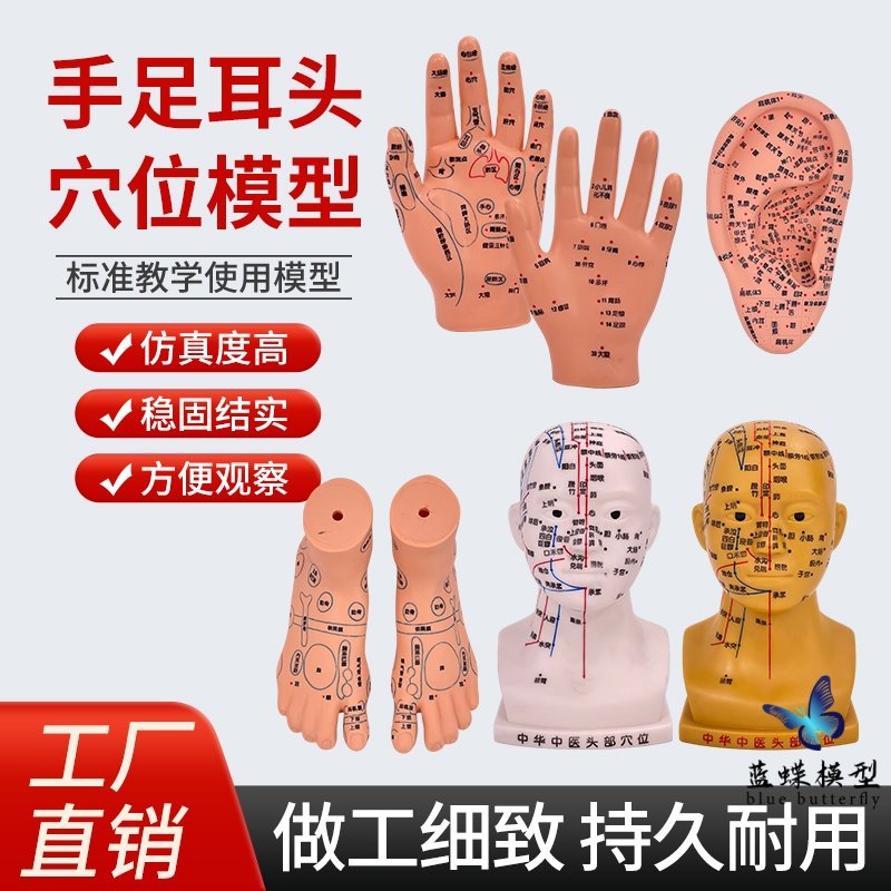 头部功能穴位足部底按摩反射中医耳朵手经络手部小儿推拿针灸模型,玩具/童车/益智/积木/模型,其他模型玩具,淘宝优惠券,粉丝福利购,淘宝优惠卷