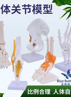 人体膝关节模型肩关节肘关节手关节脚关节髋关节模型1:1骨骼模型