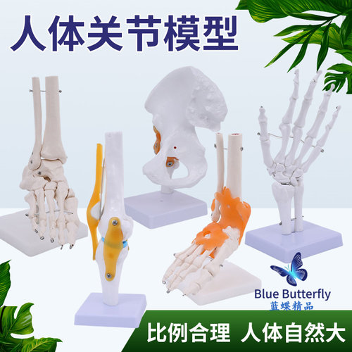蓝蝶人体膝关节模型教学教具