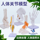 人体膝关节模型肩关节肘关节手关节脚关节髋关节模型1 1骨骼模型