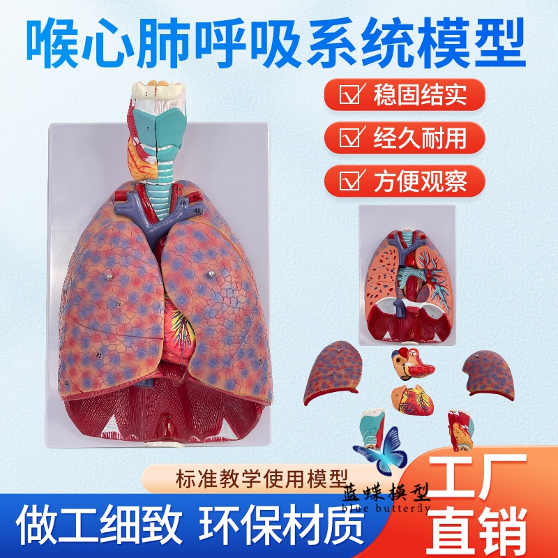 蓝蝶模型自然大人体喉心肺教具