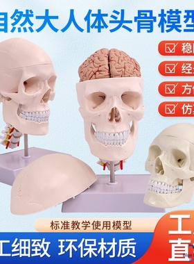 成人1：1医学仿真人体头骨模型头颅骨解剖 白色头骨带颈椎脑解剖