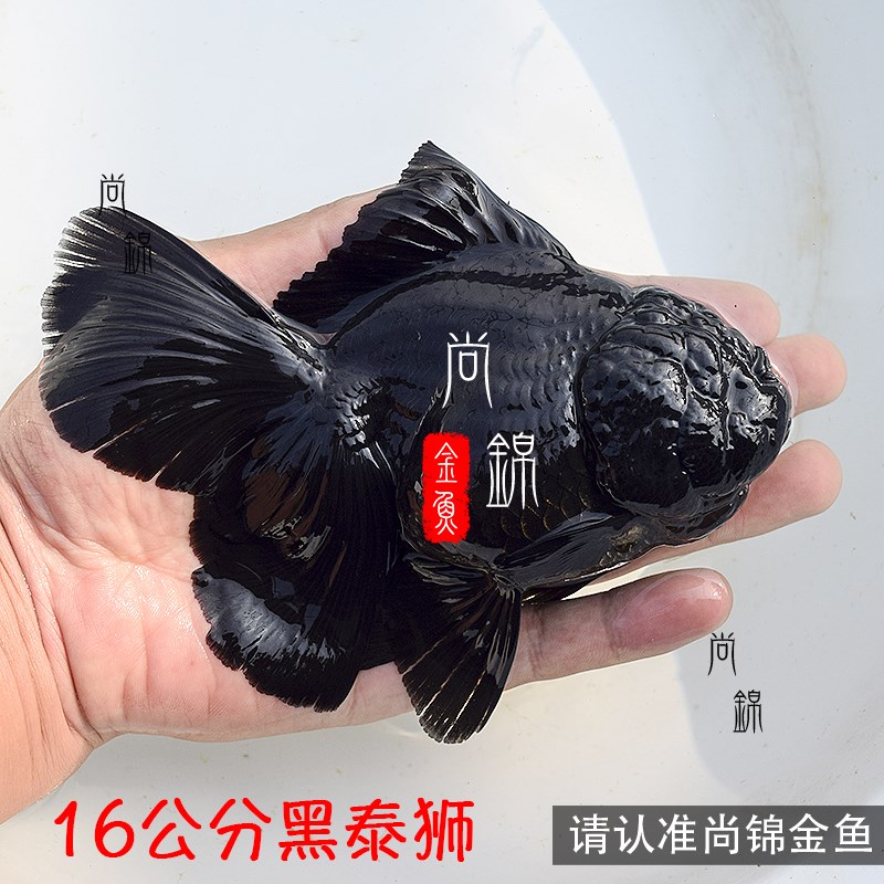 百褶泰狮金鱼黑泰狮精品活鱼f1黑百褶尾麒麟泰师鱼观赏鱼水族宠物