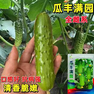 渤丰瓜满园水果黄瓜种子春秋季高产早熟旱黄瓜种子清香味浓结瓜多