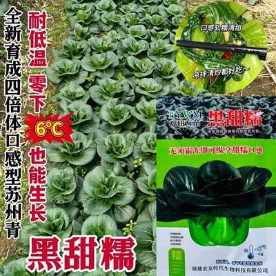 黑甜糯口感苏州青黑叶矮