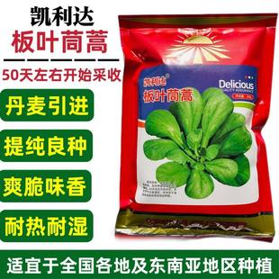 板叶茼蒿种子丹麦进口耐热耐湿圆叶青茼杆叶蒿子叶种籽春秋种植