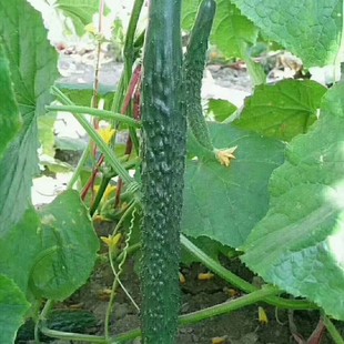 天宝耐热黄瓜种子春秋绿瓤绿芯密刺青瓜种籽农家爬藤瓜果蔬菜种孑