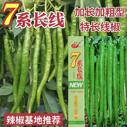 7系长线辣椒种子加长加粗型线椒早熟品种皮薄肉厚高产抗病较耐热
