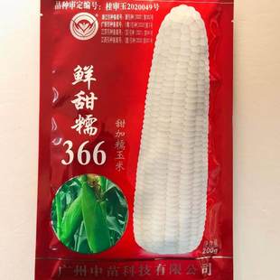鲜甜糯366白甜糯玉米种籽高产春秋甜加糯白玉米种子